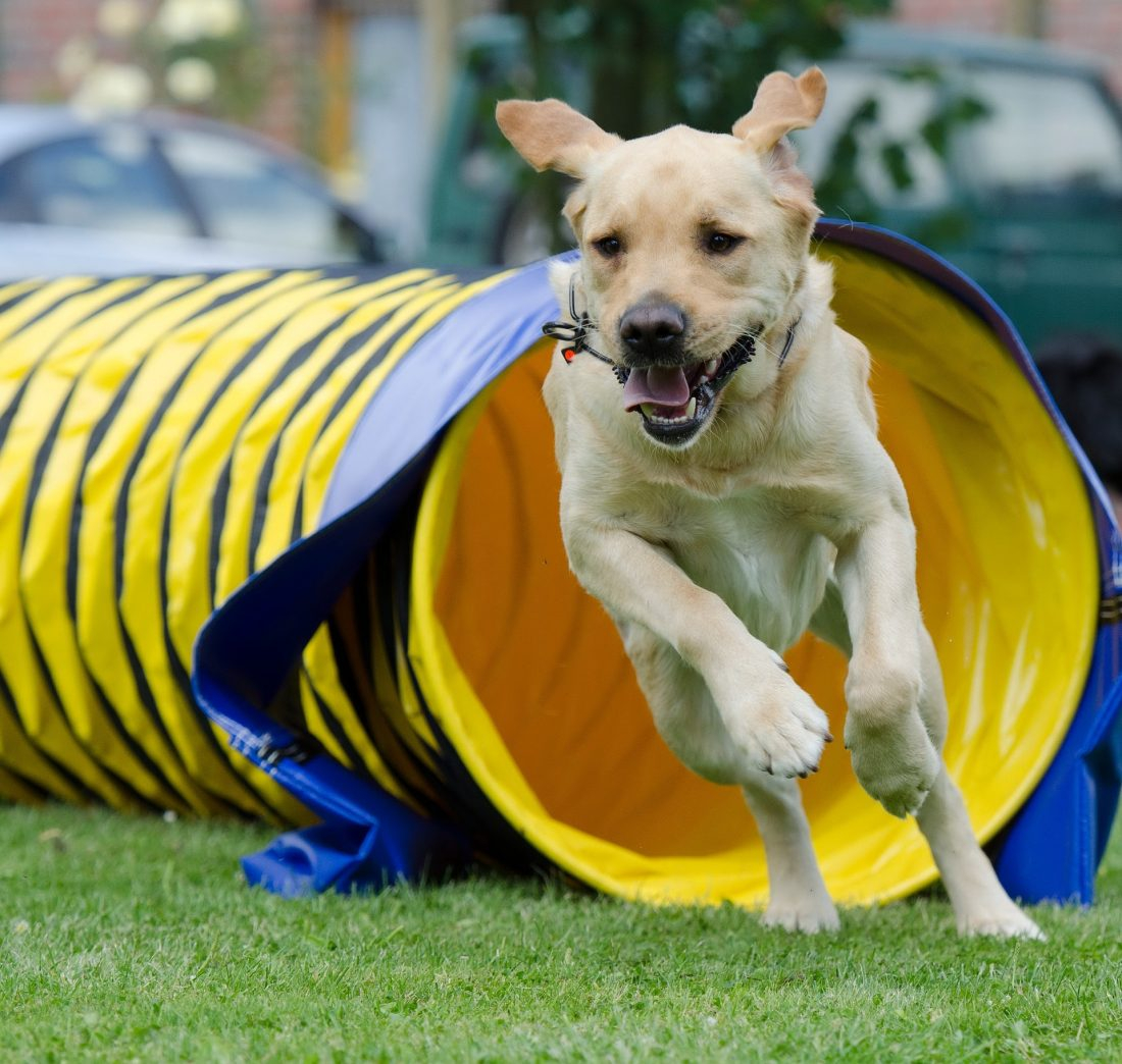 Hoopers-Agility 